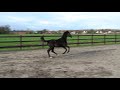 Dressage horse Chique merrieveulen Dutch Dream x Bon Bravour