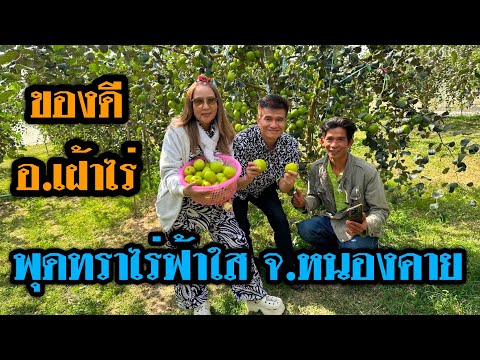 พุดทราไร่ฟ้าใสอ.เฝ้าไร่จ.หนอ