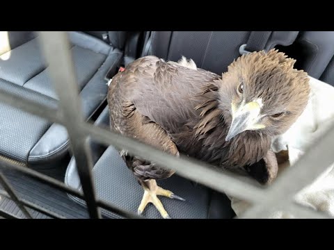 Eagle Rescued From Underneath Officer's Patrol Car