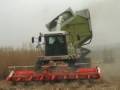 Мискантус: Récolte Miscanthus HH145 2009