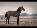 Horse Valk kleurig, 1,5 jaar oude, grote, kern gezonde PRE merrie