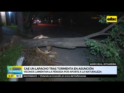 Cae lapacho tras temporal en Asunción