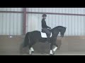 Dressage horse beautifull10 y old dressage St Georges-Inter1