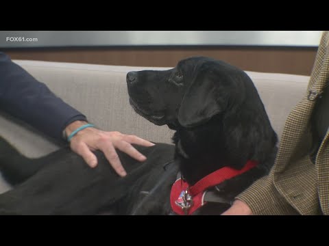 How NEADs provides world-class service dogs for those in need