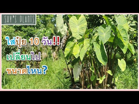 อัพเดทต้นไม้-บอนเลม่อน-บอนกระ อัพเดทต้นไม้-บอนเลม่อน-บอนกระ