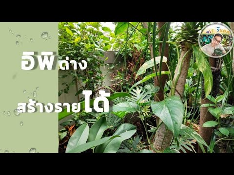 อิพิ-พลูฉีก-ไม้ด่างสร้างรายได้ อิพิ-พลูฉีก-ไม้ด่างสร้างรายได้