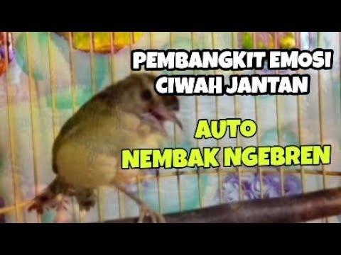 Burung CIBLEK SAWAH BETINA nembak nembak birahi ciwah jantan auto nembak nembak ngebren