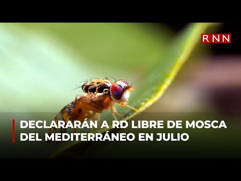 Agricultura declarará a RD libre de mosca del Mediterráneo en julio