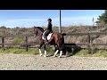 Dressage horse Handsome stallion