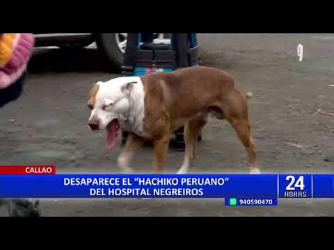 Desaparece ‘El Hachiko peruano’: perro esperaba más de 6 meses a su dueño que falleció en hospital