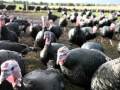 Разведение индеек: Gerry McEvoy's Turkey Farm! TURKEY!