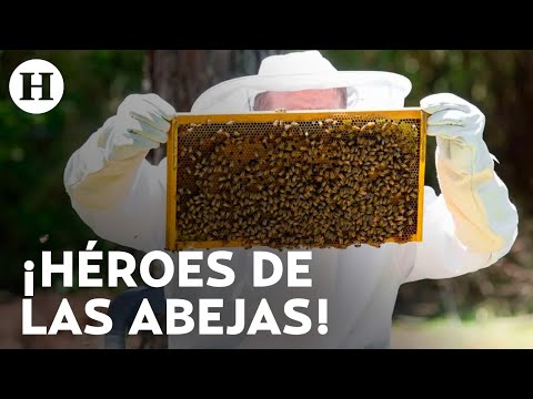 Conoce a los guardianes de las abejas: protegen a las colmenas y aseguran nuestra comida