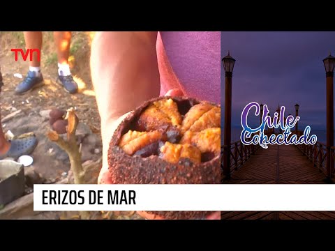 Erizos de mar | Chile Conectado