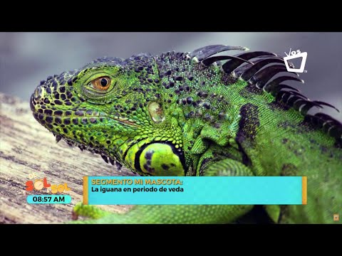 La iguana como mascota - Tiempo de veda