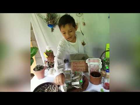 Niño quiere ser médico y tiene su propio negocio de plantas medicinales en la isla de Ometepe