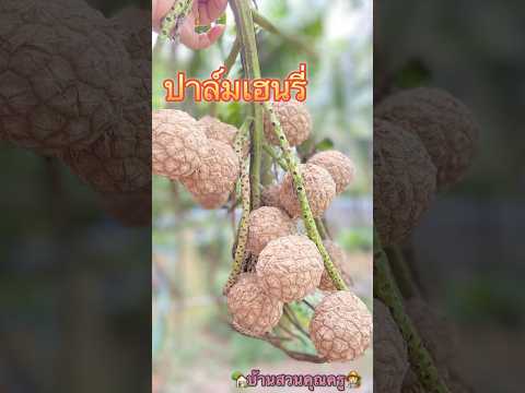 ปาล์มเฮนรี่ไม้ประดับปาล์มหาย