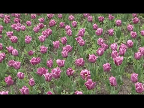 Flower therapy: Netherlands donates 100,000 tulips to city of Lviv