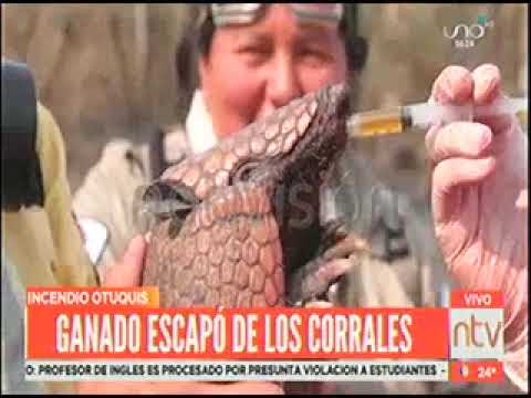 09092022 ALESSANDRA LOBO ANIMALES BUSCAN AGUA EN MEDIO DEL FUEGO