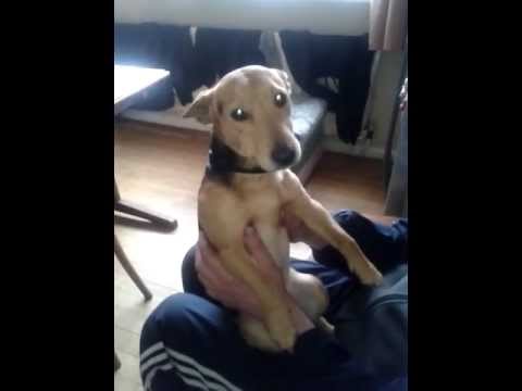 Video: Ir šunys jaučia - kaltę...