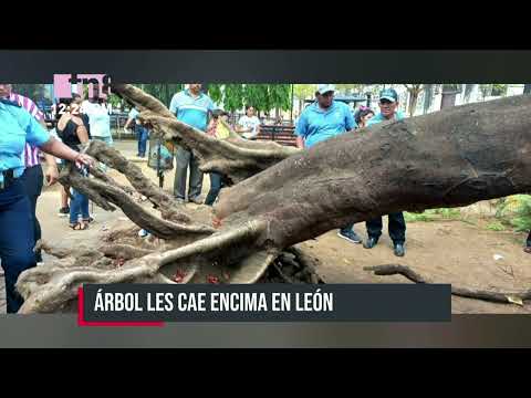 Con lesiones de consideración resultó una pareja al caerle un árbol en León - Nicaragua