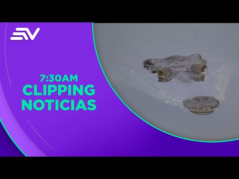 Dos cocodrilos son los nuevos habitantes del Zoológico de Quito | Televistazo en la Comunidad