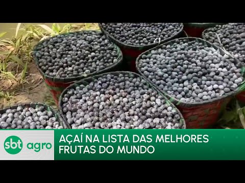SBT Agro 25/03/24: Açaí entra no ranking das 84 melhores frutas de todo o mundo