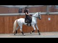 Dressage horse TOP Lusitano School-Master 1,62 m Hengst Goedgekeurd PSL