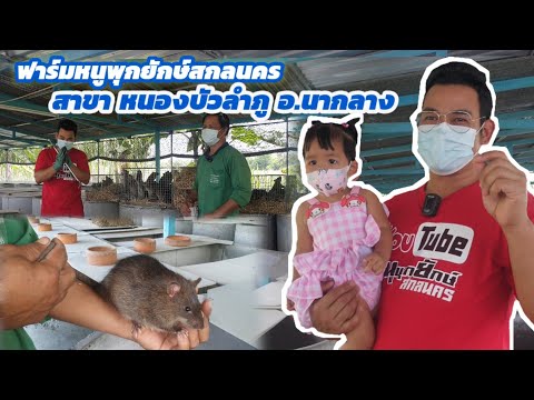 ลุยโควิดช่วยทีมงาน-ระบายหนูเนื ลุยโควิดช่วยทีมงาน-ระบายหนูเนื