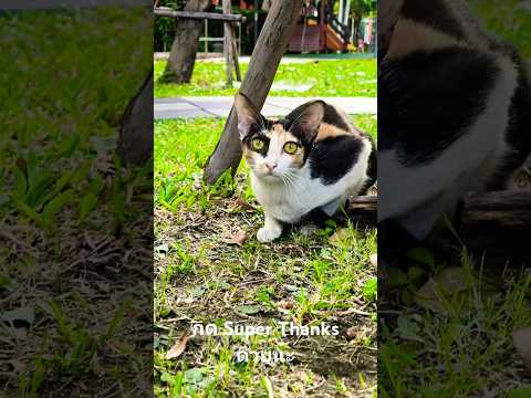 แมวลายหวาดกลัวสุดขีดกดSuperT