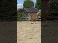 Show jumping horse Merrieveulen Tangelo van de Zuuthoeve x Berlin x Quattro