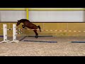 Show jumping horse 2 jarige hengst v. Lambada Shake AG, m. elite preferent