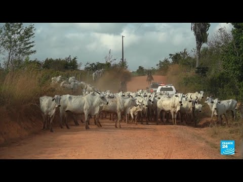 Blanchiment de bétail au Brésil : de la viande illégale dans nos assiettes • FRANCE 24