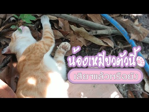 น้องเหมียวตัวนี้-เสียฯ-แล้วหรื น้องเหมียวตัวนี้-เสียฯ-แล้วหรื