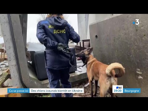 Ça Se Passe Ici, à Auxerre (Yonne) - Des chiens de secours pour l'Ukraine