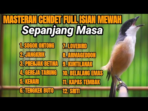 MASTERAN CENDET GACOR PALING AMPUH BIKIN CENDET LANGSUNG NYAUT DAN IKUT GACOR DENGAN SUARA INI