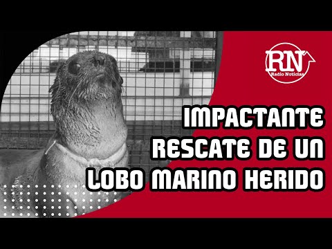 Impactante rescate de un lobo marino gravemente herido