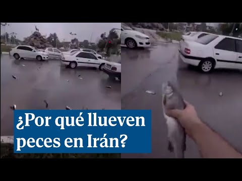 ¿Por qué llueven peces en Irán?