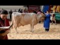 Скотоводство: Показ КРС молочного направления Золотая Осень 2010