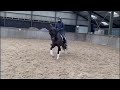 Dressage horse Talentvolle Ster Ibop merrie