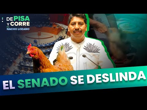 Sacrifican a gallina en el Senado de la República | DPC con Nacho Lozano