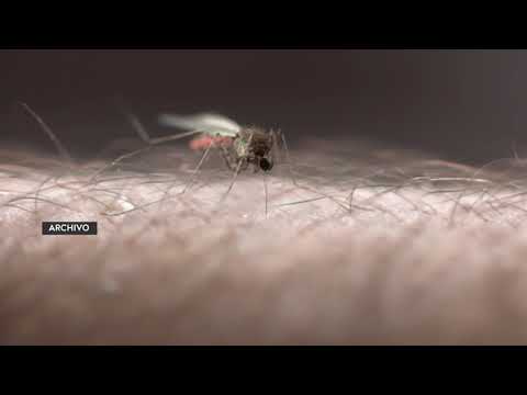 Alta Verapaz concentra la mayoría de los 804 casos de malaria en el país