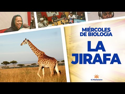La Jirafa - Miércoles de Biología (Ariel Santana)