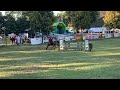 Show jumping horse sport merrie z springen/fokmerrie
