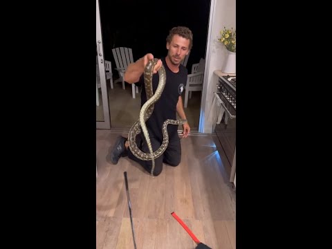 Snake catcher removes huge python that slithered under stove