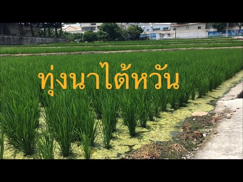 บรรยากาศทุ่งนาของไต้หวันครับ บรรยากาศทุ่งนาของไต้หวันครับ