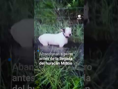 Este perrito fue abandonado en la carretera horas antes de la llegada del huracán Milton