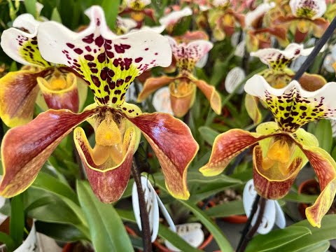 Una vuelta por la Exposición Nacional de Orquídeas