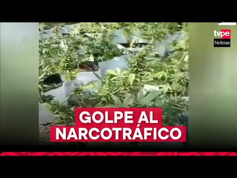 Huaura : incautan plantones de droga listos para ser comercializados