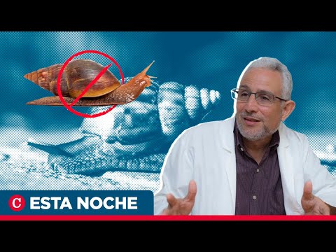 Dr. Leonel Argüello: Por qué es peligrosa la invasión del caracol gigante africano