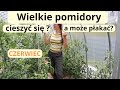 Nie obrywaj wilk?w, gdy zobaczysz takie objawy!!! Uprawa pomidor?w w czerwcu.